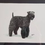Old photograph, silver print, canine portrait signed "Dim" Henri Dimont 32 x 25 cm