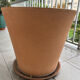 Large terracotta pot