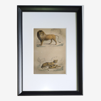 Original zoological frame engraving from 1839 " lion, lioness ,.... "