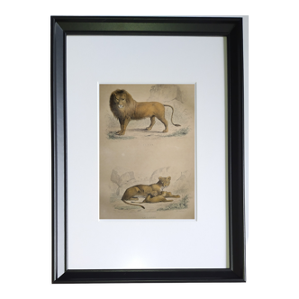 Gravure encadree zoologique originale de 1839 " lion, lionne,.... "