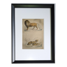 Gravure encadree zoologique originale de 1839 " lion, lionne,.... "