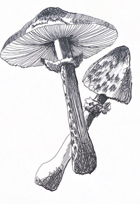 Illustration " Pick " A3