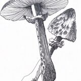 Illustration " Pick " A3