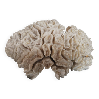Corail ancien