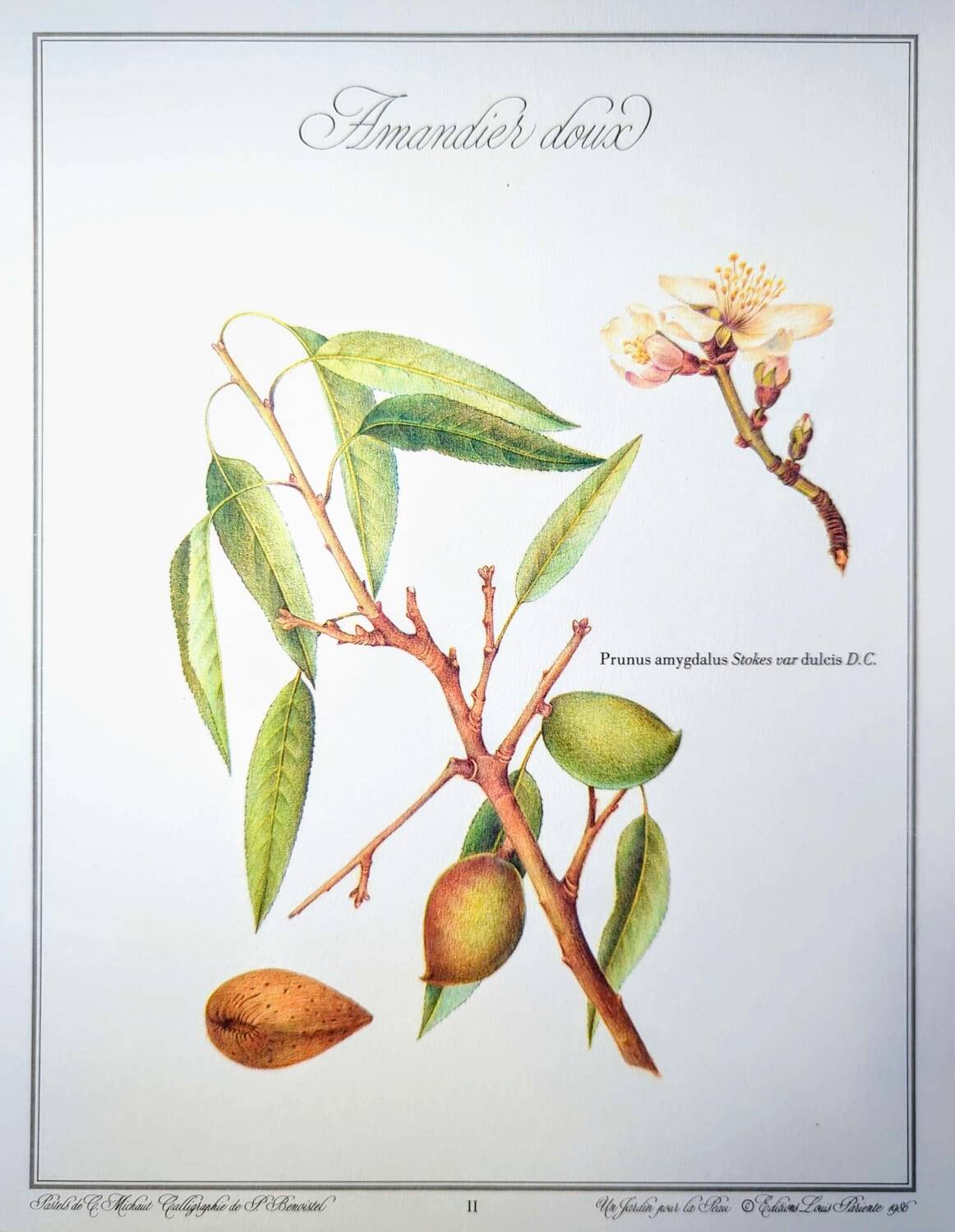 Printed in 1986, botanical plate of the Almond tree