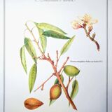 Printed in 1986, botanical plate of the Almond tree
