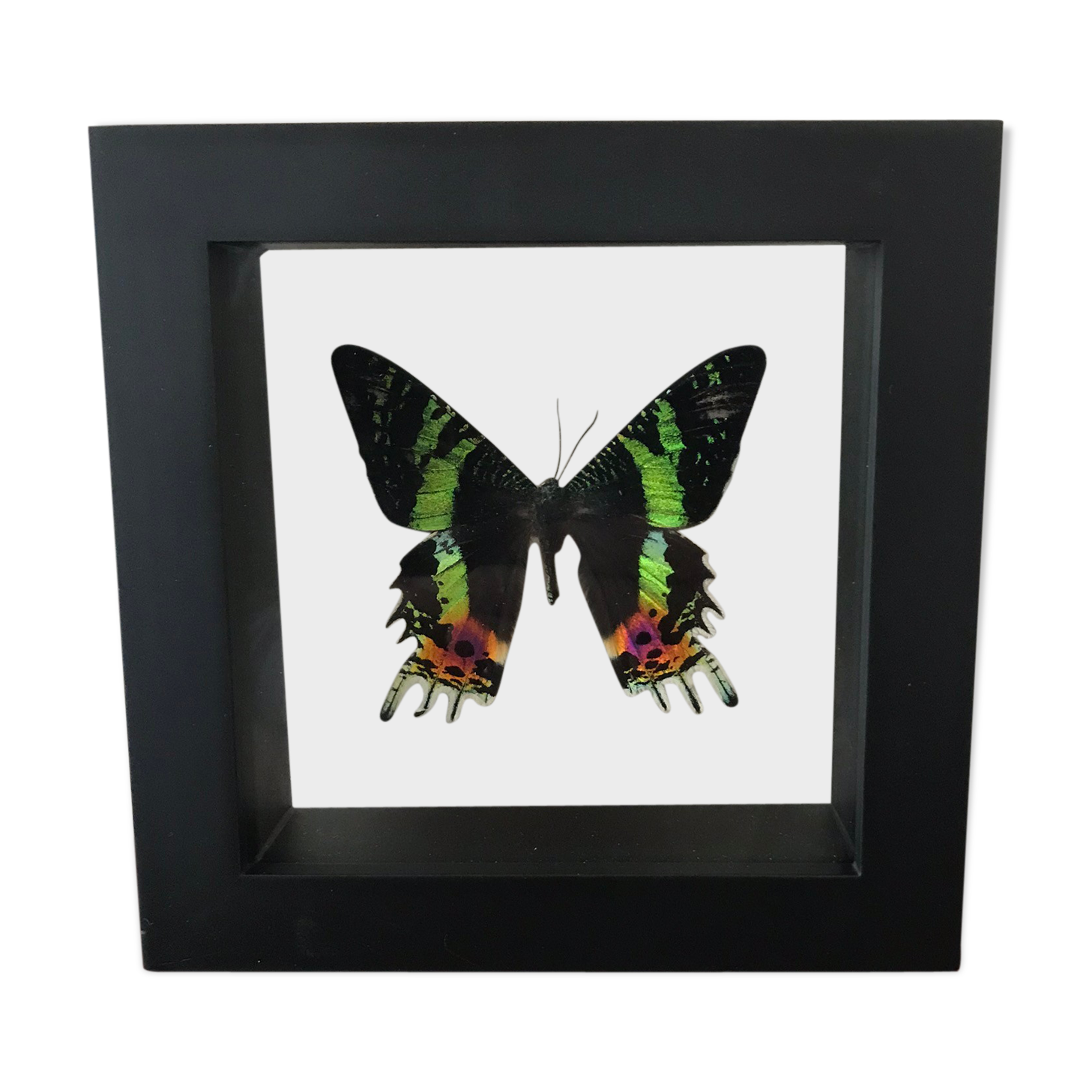 Urania Ripheus double glass frame 16 x 16