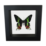 Urania Ripheus double glass frame 16 x 16