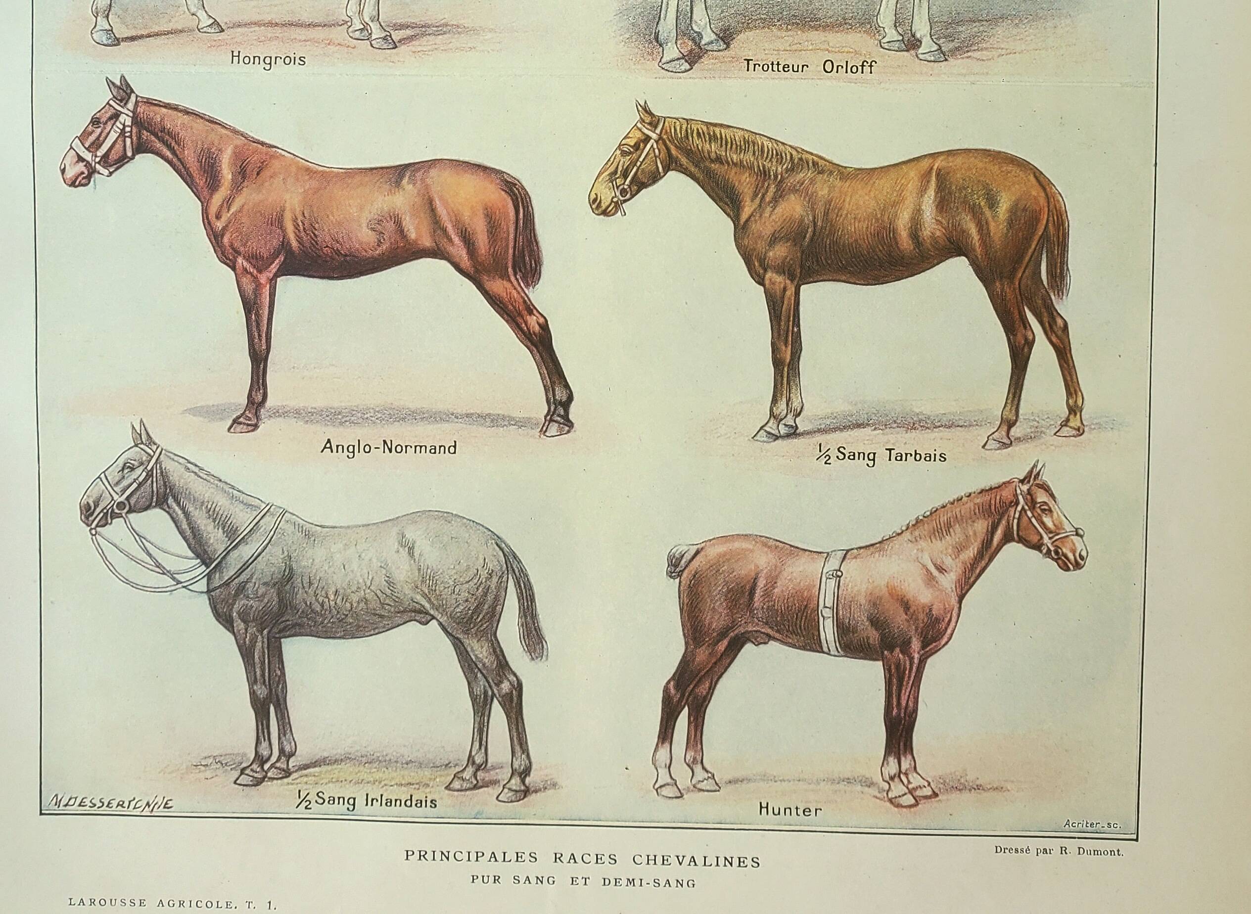 Old engraving 1922 M. Dessertenne - Horse, conformation, anatomy