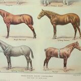 Old engraving 1922 M. Dessertenne - Horse, conformation, anatomy