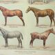 Old engraving 1922 M. Dessertenne - Horse, conformation, anatomy