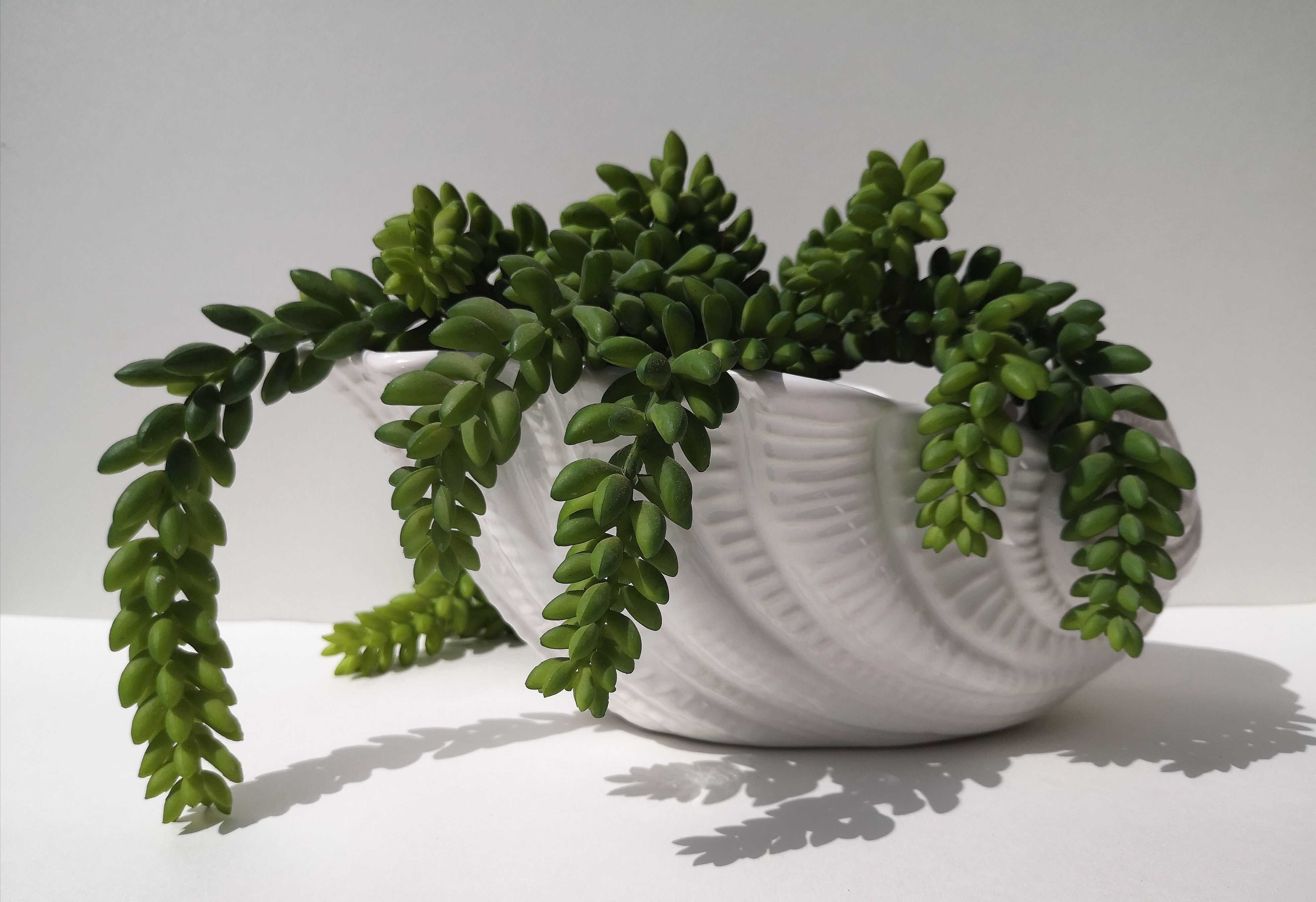 Salad bowl / cache vintage shell pot in earthenware