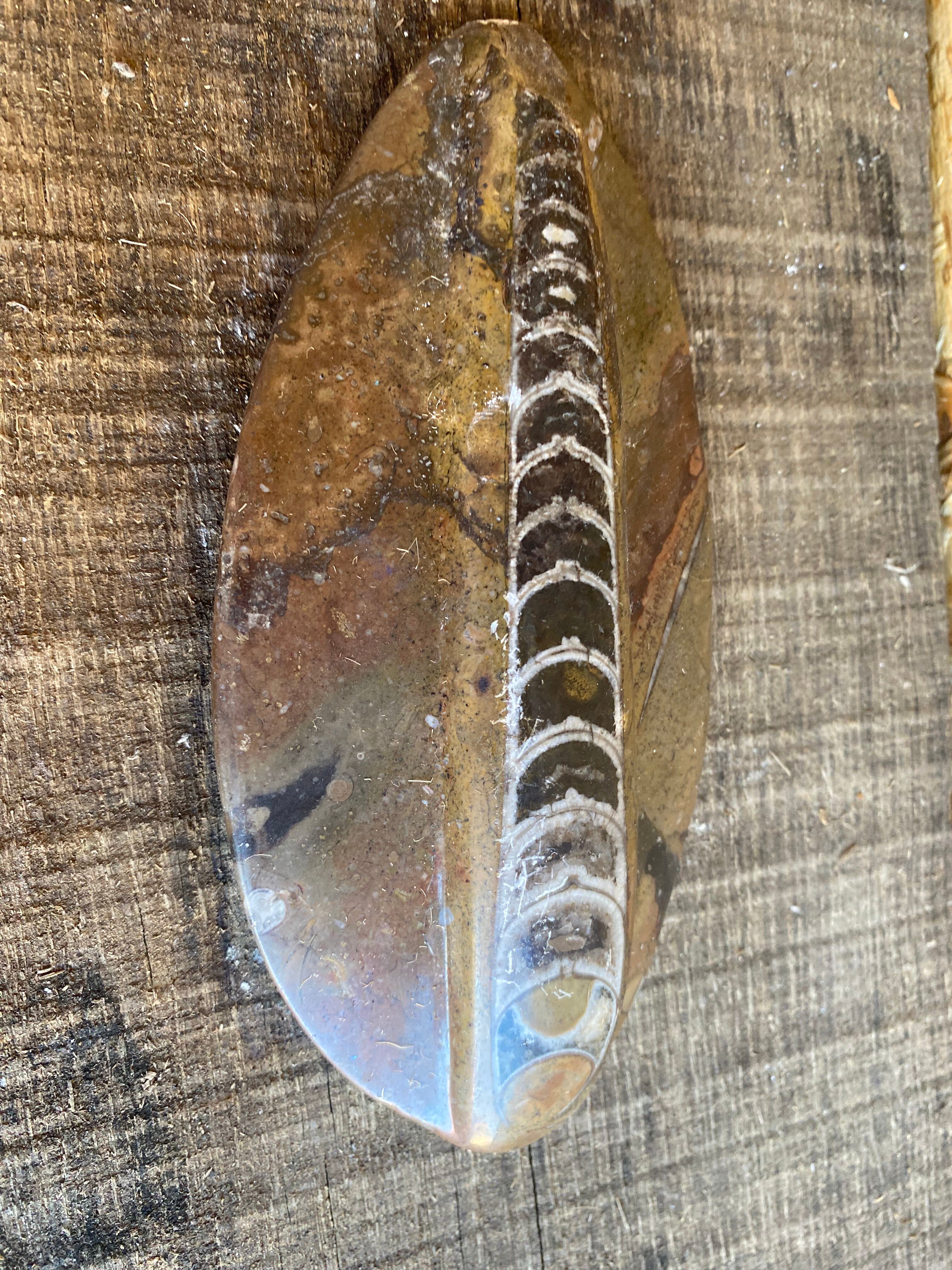 Ancient Fossil Orthoceras Polished Paperweight Vintage #D985