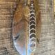 Ancient Fossil Orthoceras Polished Paperweight Vintage #D985