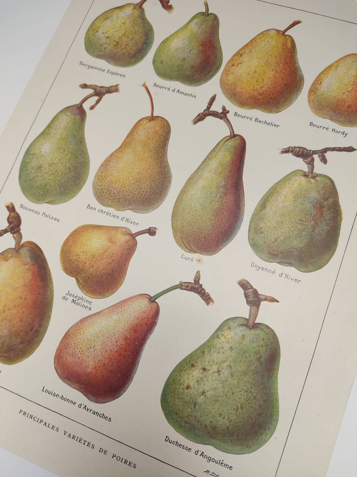 Original engraving from 1922 - Pear - Old orchard board, pear fruit
