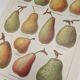 Original engraving from 1922 - Pear - Old orchard board, pear fruit