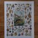 Lot of 2 lithographs on oceanography and molluscs