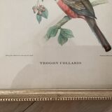 Bird lithographs