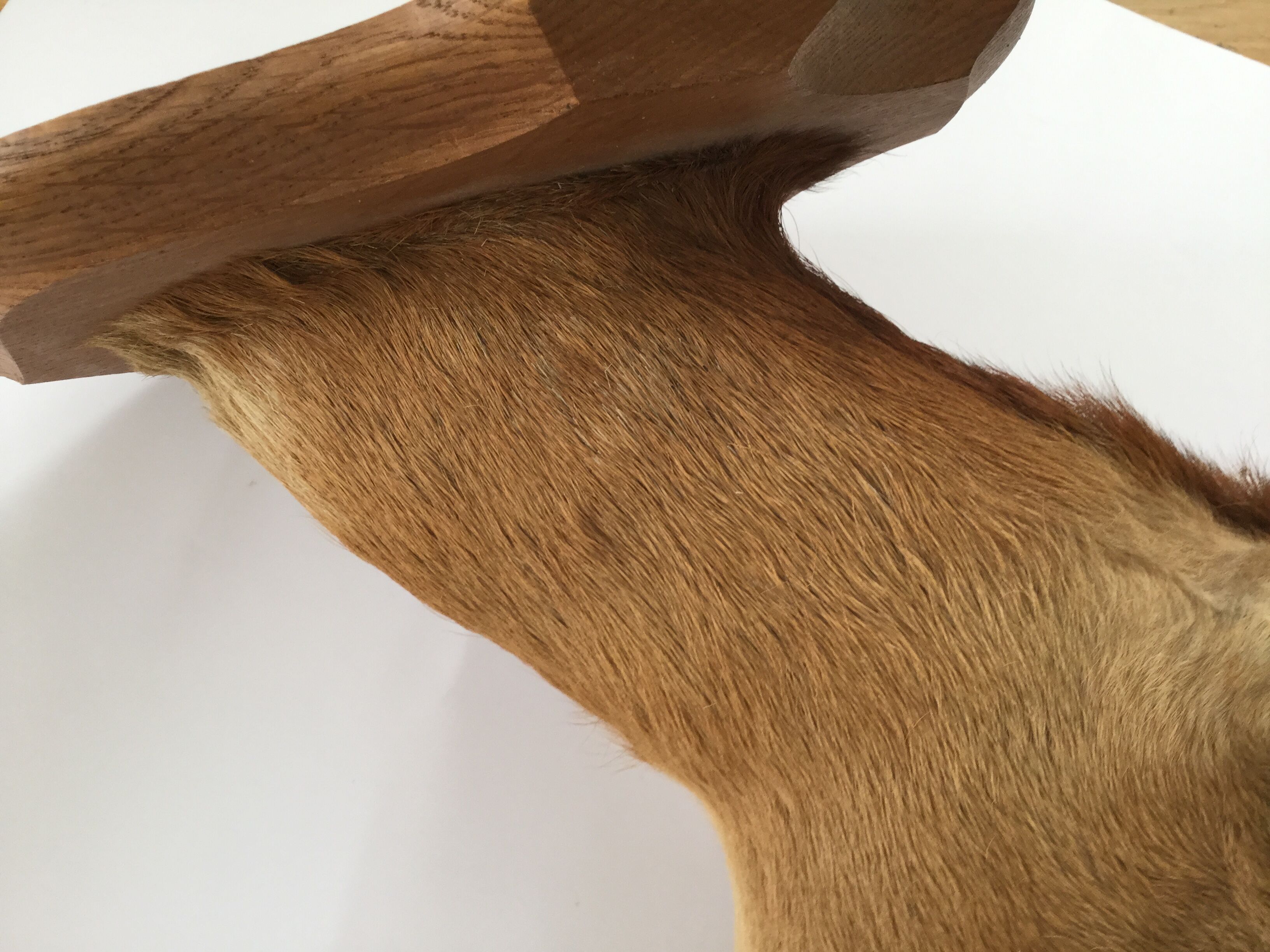 Naturalized deer head hunting trophy