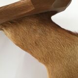 Naturalized deer head hunting trophy