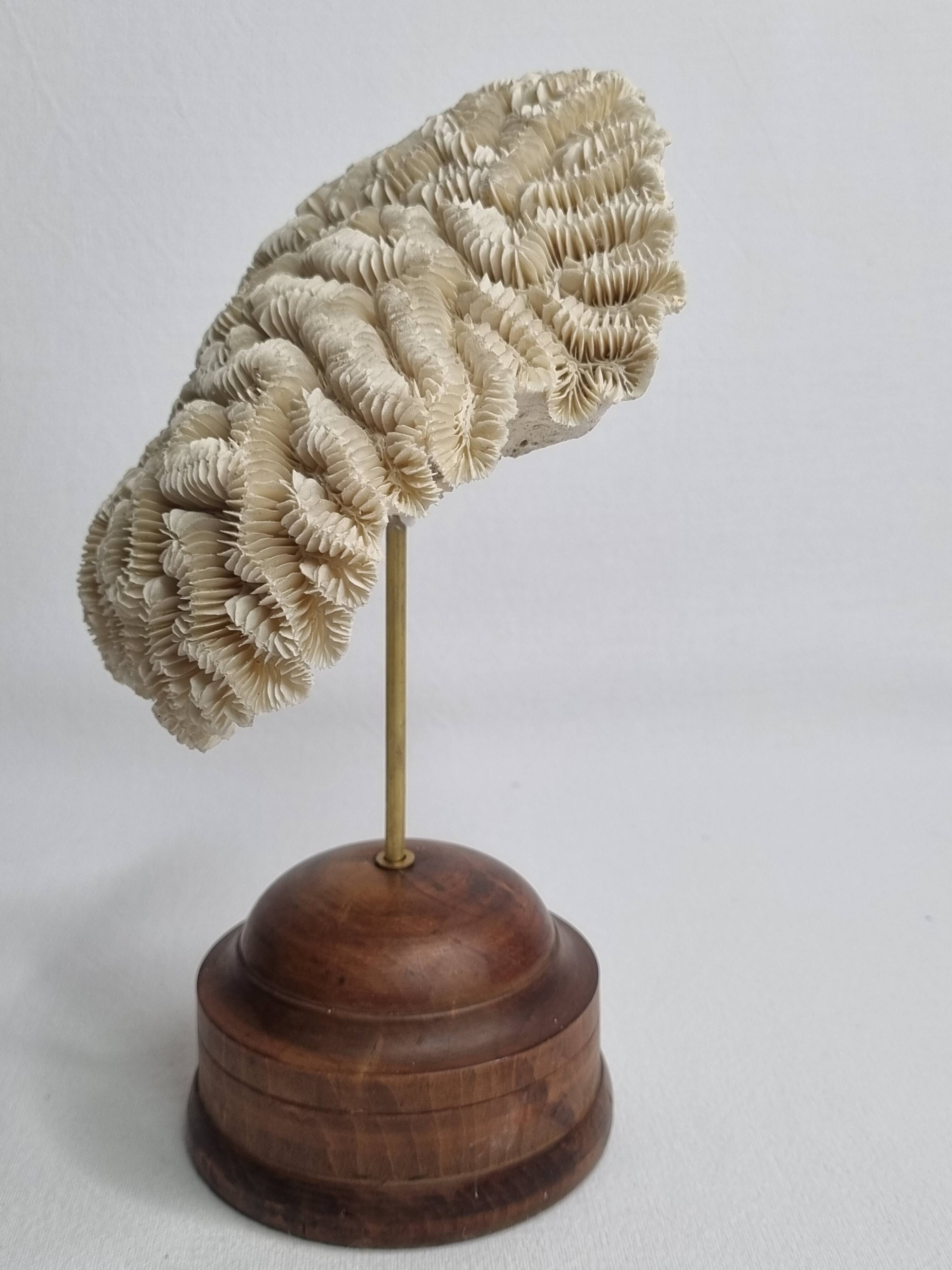 Antique Neptune coral on turned wooden base, 21 cm