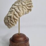 Antique Neptune coral on turned wooden base, 21 cm