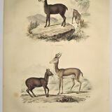 Ornithological Plate Buffon 1838 "Chamois, Musk & Gazelle"