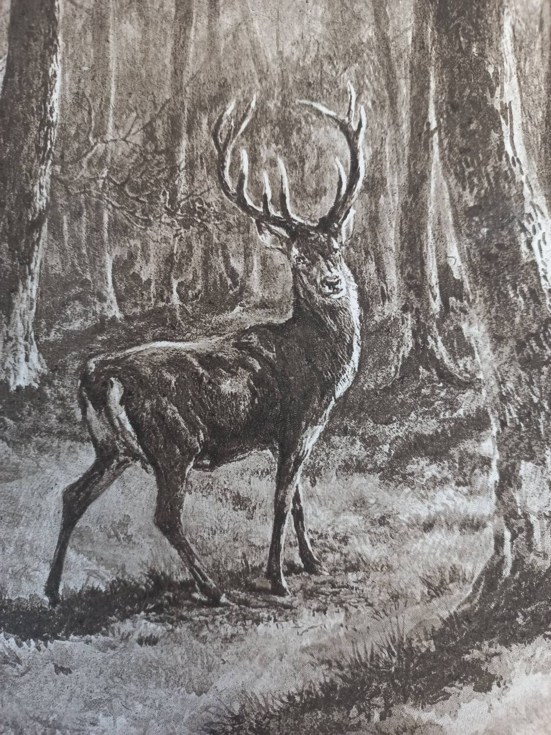 Illustration sepia " cerf"