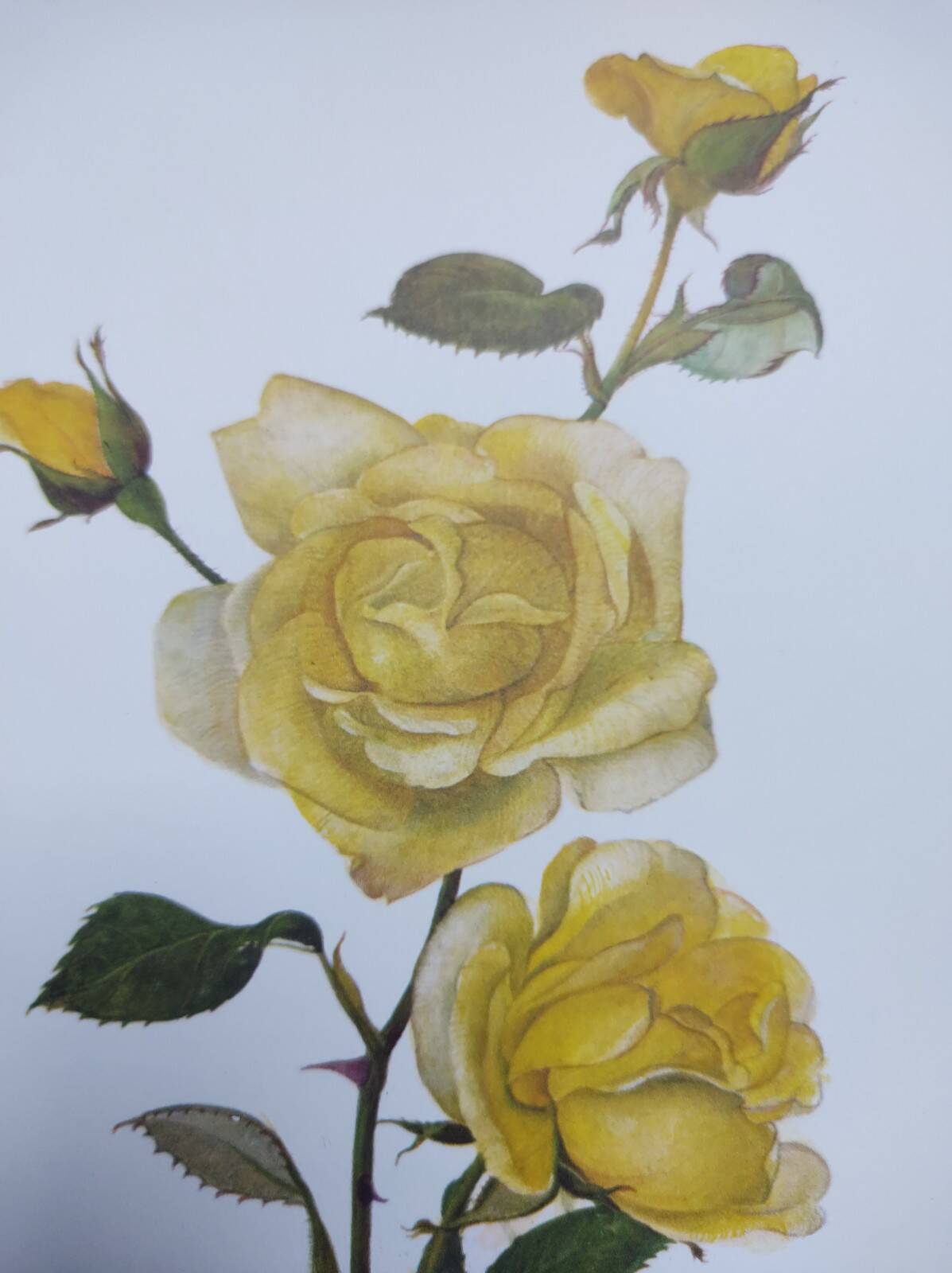 Vintage Botanical Print from 1968 - Golden Rapture - Rose Floral Illustration