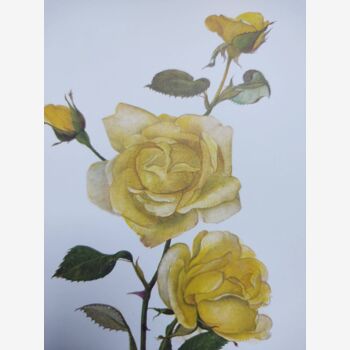 Vintage Botanical Print from 1968 - Golden Rapture - Rose Floral Illustration