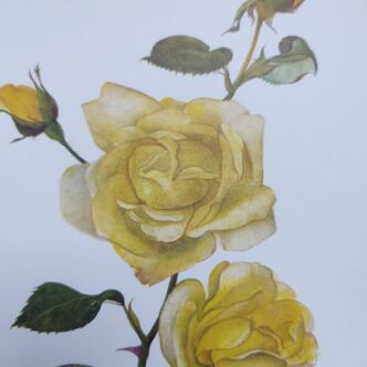 Vintage Botanical Print from 1968 - Golden Rapture - Rose Floral Illustration