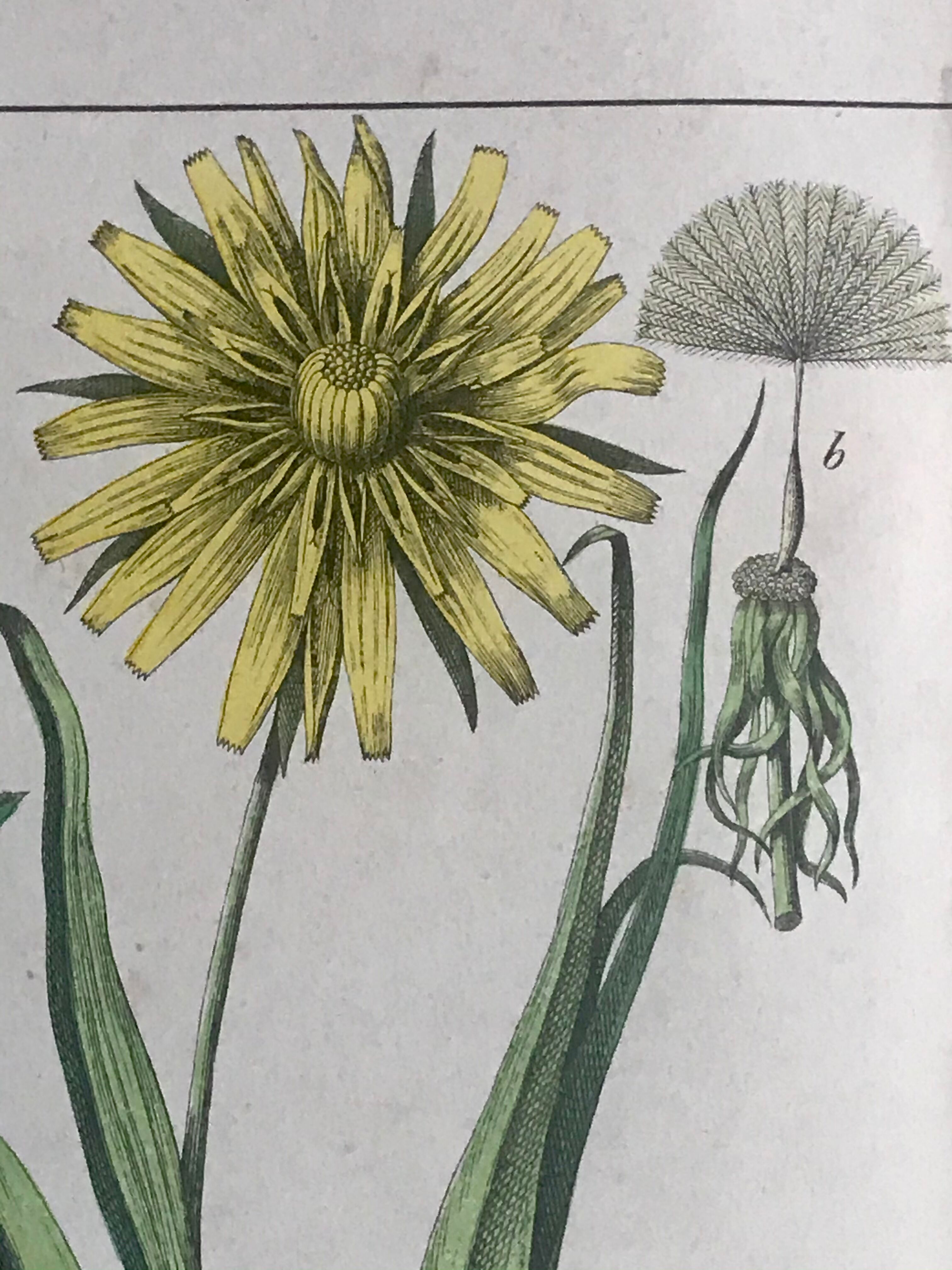 19th 32x42 botanical plank