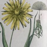 19th 32x42 botanical plank