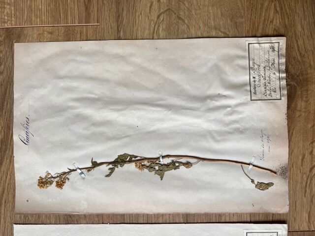 Set of 2 herbarium boards 19th century Deyrolle