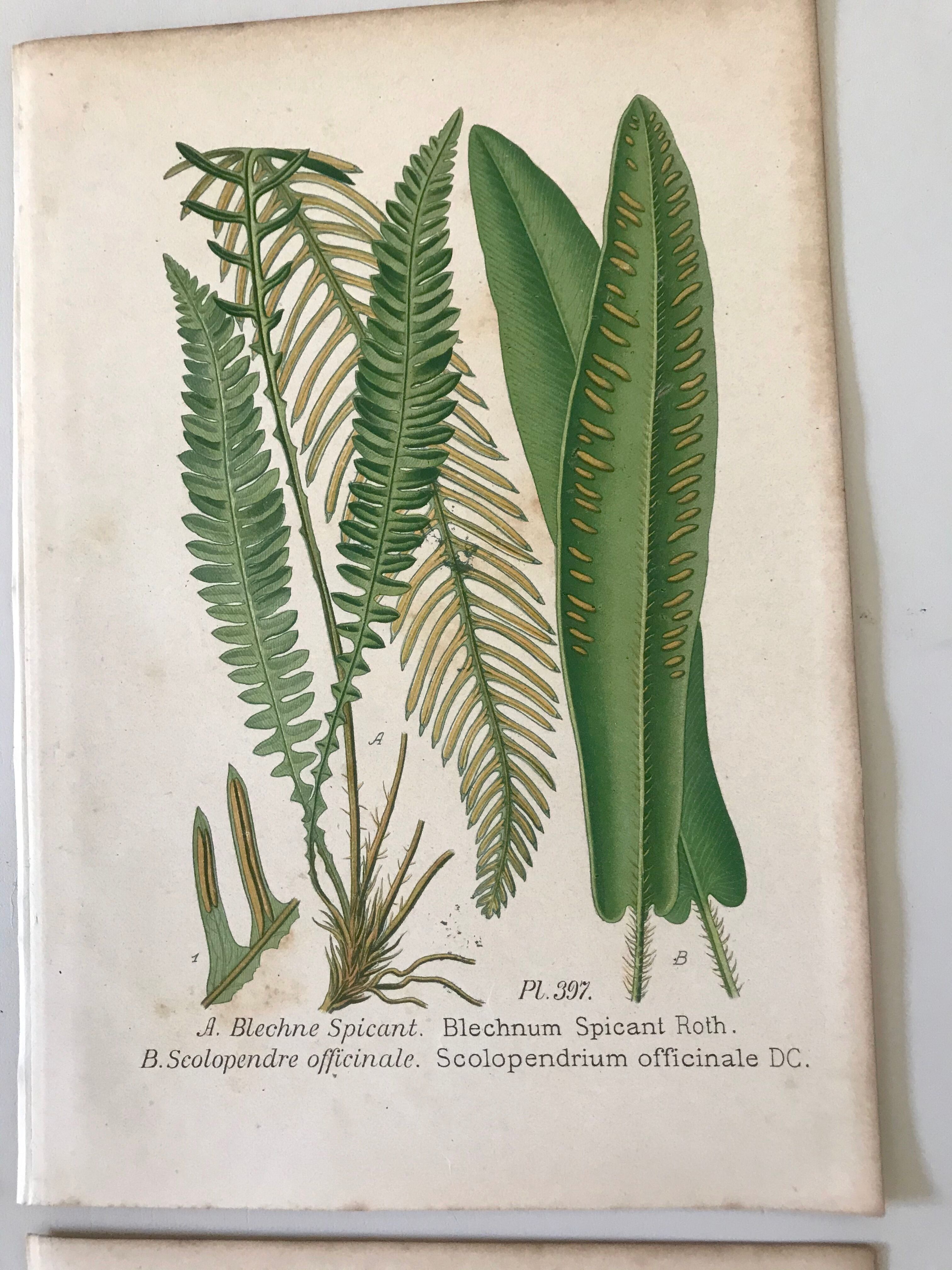 Lot of 4 botanical panches of ferns 19th century