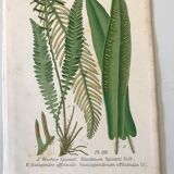 Lot of 4 botanical panches of ferns 19th century