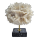 Old white coral on black veined marble base, 16 cm