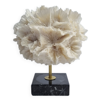 Old white coral on black veined marble base, 16 cm