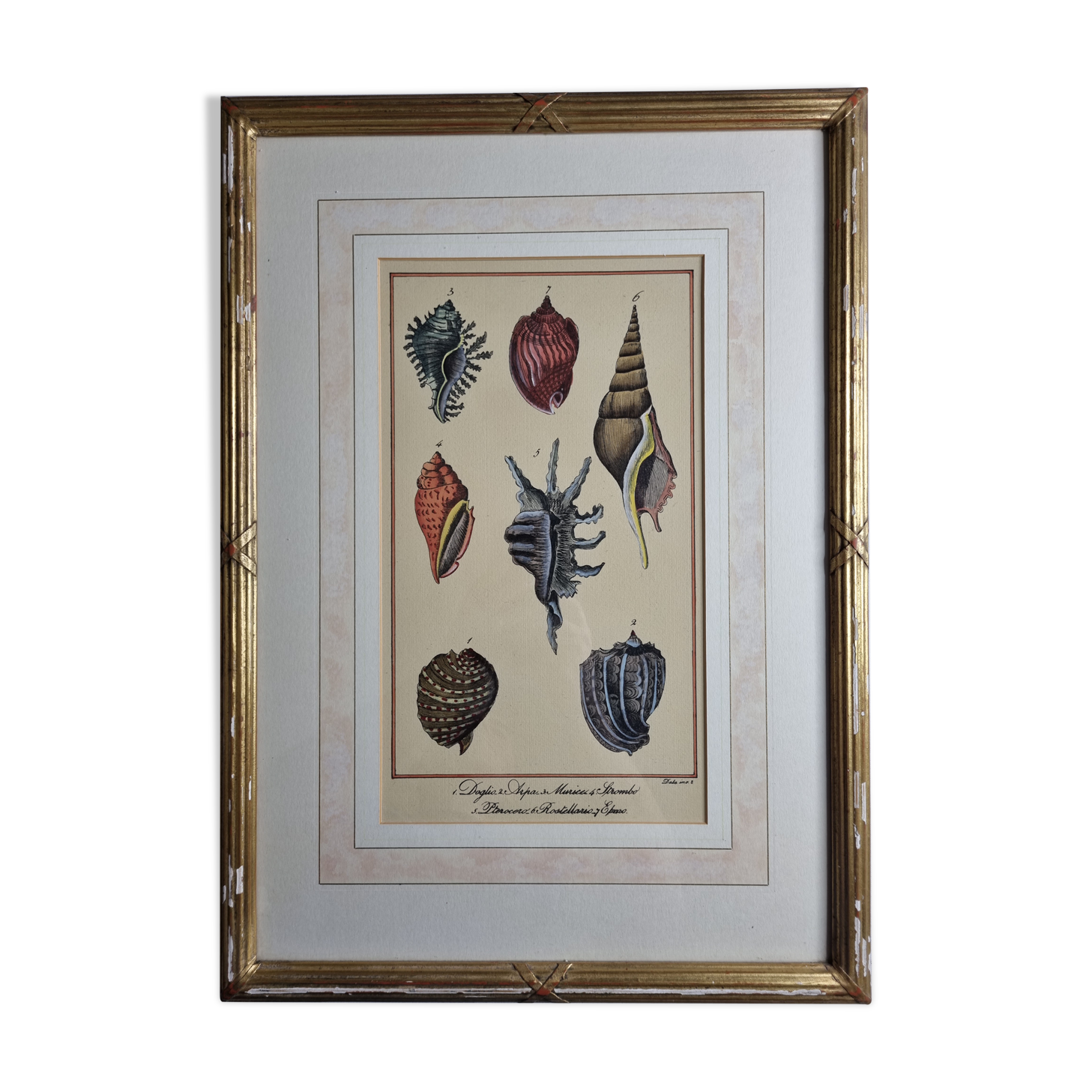 Natural History plate number 8, Conchyliology, signed in the plate, XVIIIth