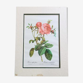 Affiche botanique rosier