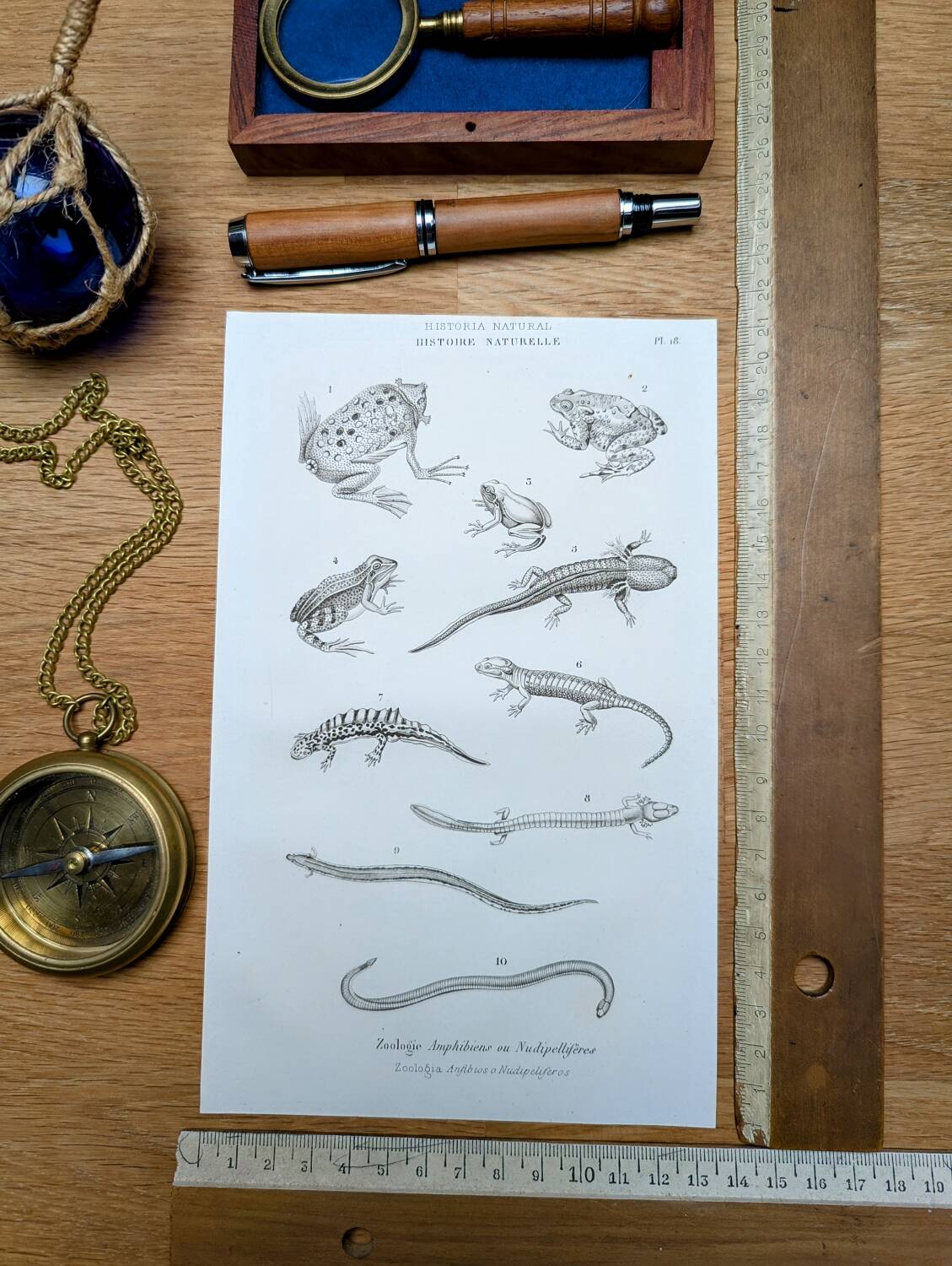 Printed in 1851, Natural History, Amphibians.