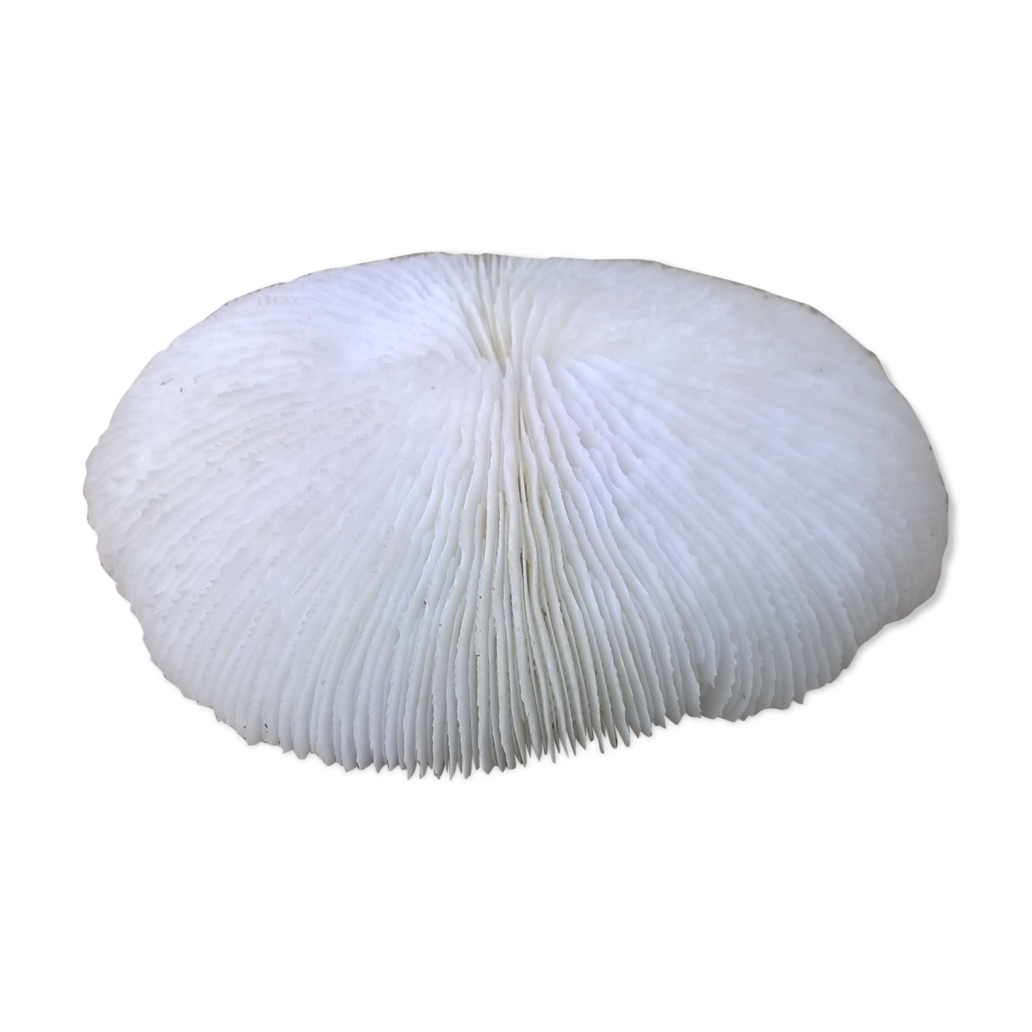 White coral fungia