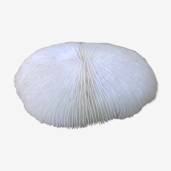 White coral fungia