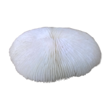 White coral fungia