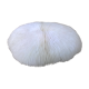 Corail blanc fungia