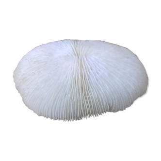 White coral fungia
