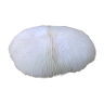 White coral fungia