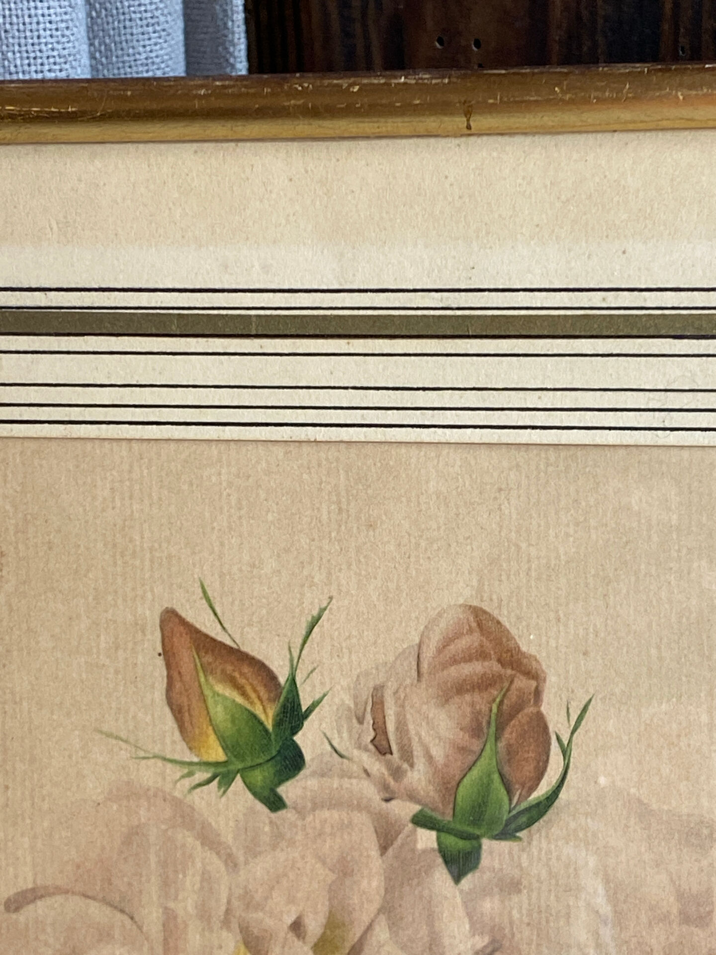 Botanical print, Rosa Damascena, by P-J Redouté