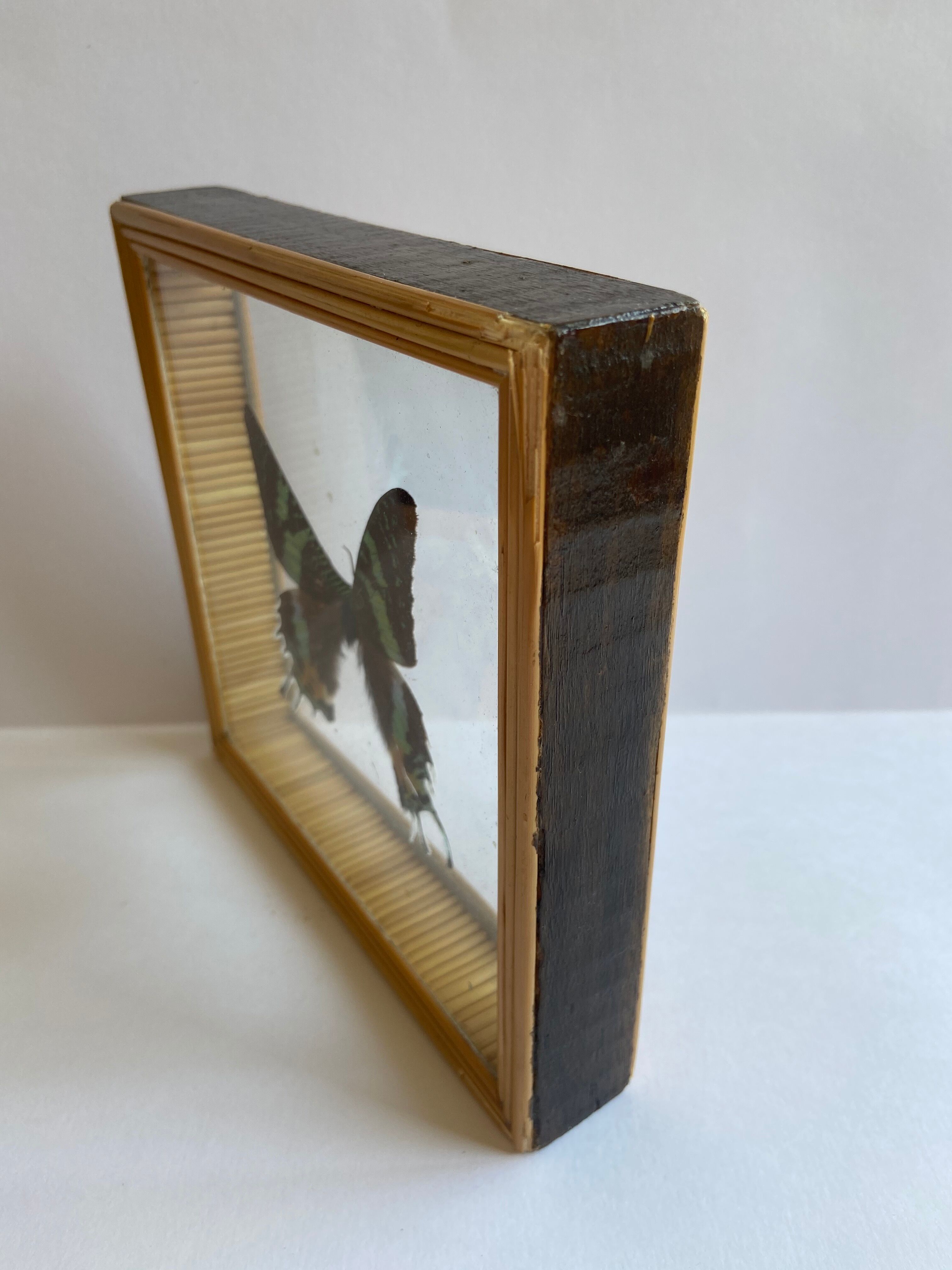 Naturalized framed butterfly