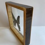 Naturalized framed butterfly
